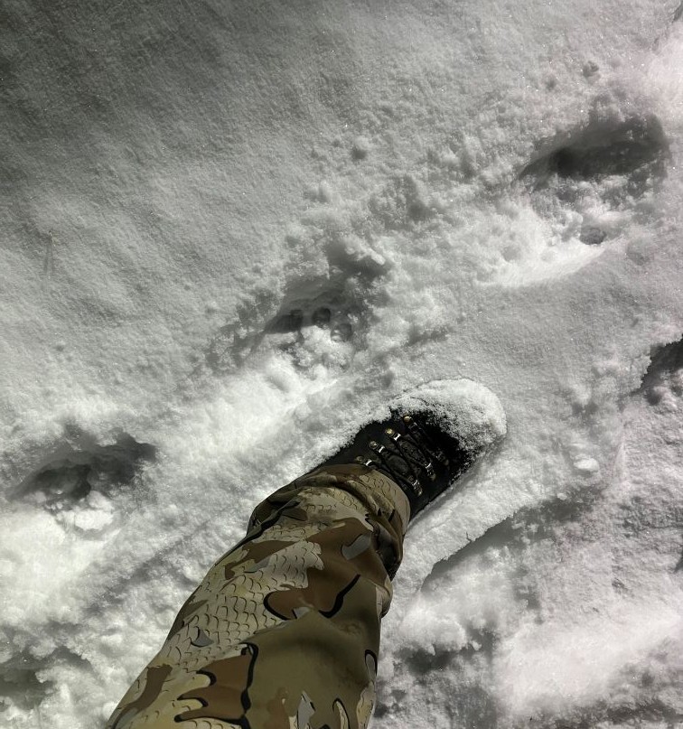 Idaho Mountain Lion tracks in snow